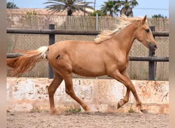Andalusiër, Merrie, 2 Jaar, 156 cm, Palomino