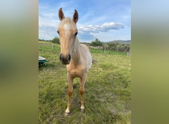 Andalusiër, Merrie, 2 Jaar, 157 cm, Palomino