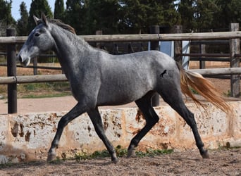 Andalusiër, Merrie, 2 Jaar, 158 cm, Schimmel