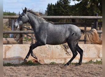 Andalusiër, Merrie, 2 Jaar, 158 cm, Schimmel