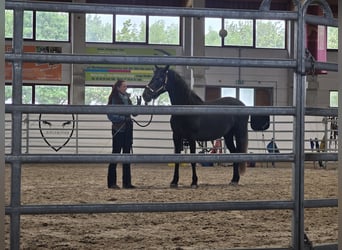 Andalusiër Mix, Merrie, 2 Jaar, 158 cm, Zwart