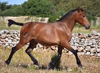 Andalusiër, Merrie, 2 Jaar, 160 cm, Brauner