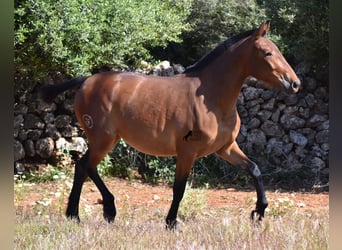 Andalusiër, Merrie, 2 Jaar, 160 cm, Brauner