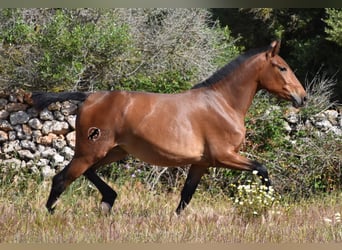 Andalusiër, Merrie, 2 Jaar, 160 cm, Brauner