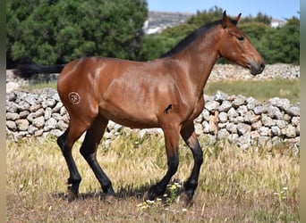 Andalusiër, Merrie, 2 Jaar, 160 cm, Brauner