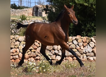 Andalusiër, Merrie, 2 Jaar, 160 cm, Brauner