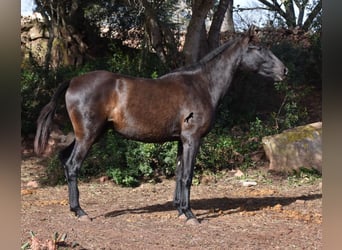 Andalusiër, Merrie, 2 Jaar, 160 cm, Zwart