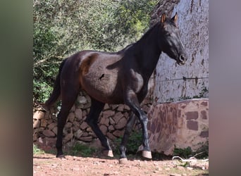Andalusiër, Merrie, 2 Jaar, 160 cm, Zwart