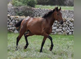Andalusiër, Merrie, 2 Jaar, 162 cm, Brauner