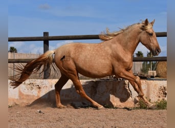 Andalusiër, Merrie, 2 Jaar, 162 cm, Palomino