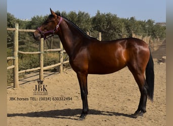 Andalusiër, Merrie, 2 Jaar, 164 cm, Bruin