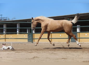 Andalusiër, Merrie, 2 Jaar, 166 cm, Palomino