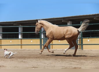 Andalusiër, Merrie, 2 Jaar, 166 cm, Palomino