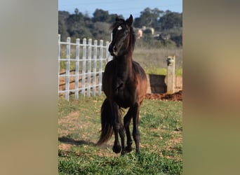 Andalusiër, Merrie, 2 Jaar, 170 cm, Zwart