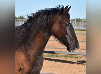 Andalusiër, Merrie, 2 Jaar, 170 cm, Zwart