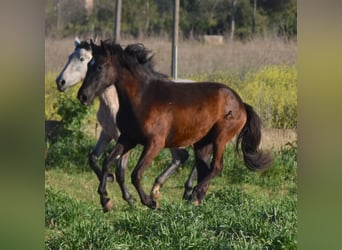 Andalusiër, Merrie, 2 Jaar, 170 cm, Zwart