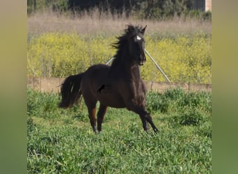 Andalusiër, Merrie, 2 Jaar, 170 cm, Zwart