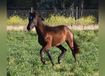 Andalusiër, Merrie, 2 Jaar, 170 cm, Zwart