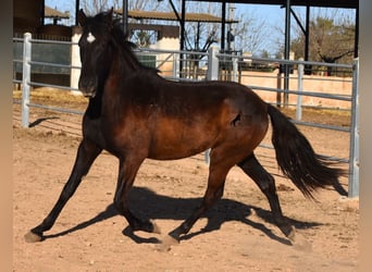 Andalusiër, Merrie, 2 Jaar, 170 cm, Zwart