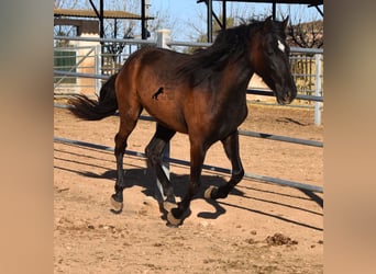 Andalusiër, Merrie, 2 Jaar, 170 cm, Zwart