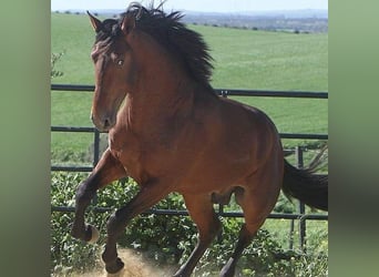 Andalusiër, Merrie, 2 Jaar, Roodbruin