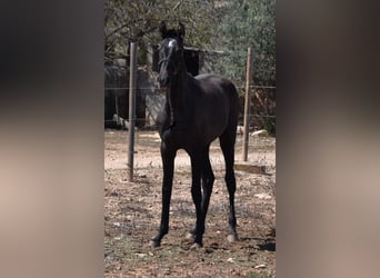 Andalusier, Stute, 2 Jahre, Schimmel