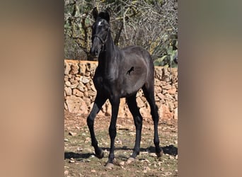 Andalusier, Stute, 2 Jahre, Schimmel