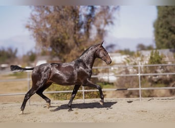Andalusiër, Merrie, 2 Jaar, Zwart