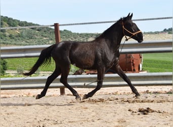 Andalusiër, Merrie, 3 Jaar, 145 cm, Zwart