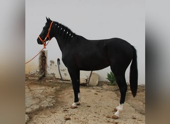 Andalusiër, Merrie, 3 Jaar, 152 cm, Zwart