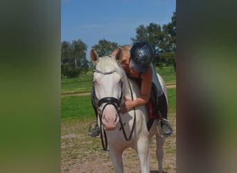 Andalusiër, Merrie, 3 Jaar, 154 cm, Cremello