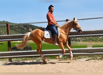 Andalusiër, Merrie, 3 Jaar, 154 cm, Palomino
