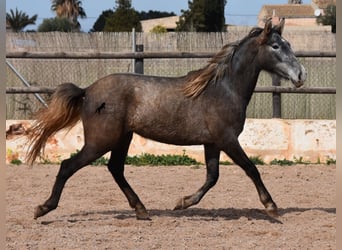 Andalusiër, Merrie, 3 Jaar, 154 cm, Schimmel