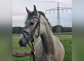 Andalusiër, Merrie, 3 Jaar, 155 cm, Brown Falb schimmel