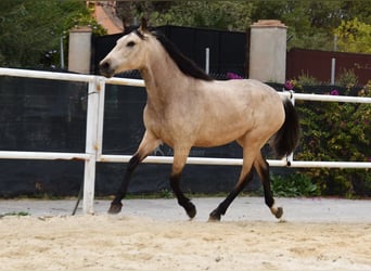 Andalusiër, Merrie, 3 Jaar, 155 cm, Falbe