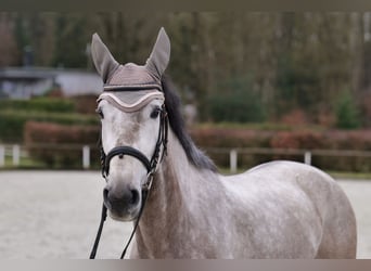 Andalusiër, Merrie, 3 Jaar, 155 cm, Schimmel