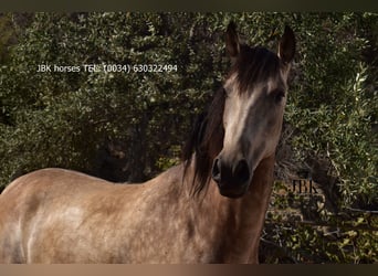 Andalusiër Mix, Merrie, 3 Jaar, 157 cm, Falbe