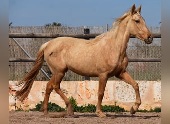 Andalusiër, Merrie, 3 Jaar, 157 cm, Palomino