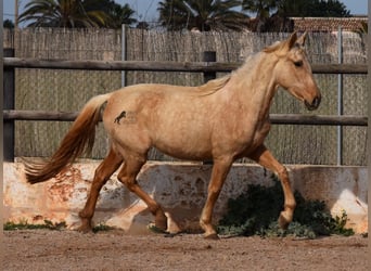 Andalusiër, Merrie, 3 Jaar, 157 cm, Palomino