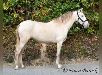Andalusiër, Merrie, 3 Jaar, 157 cm, Pearl