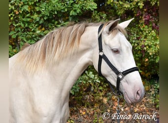 Andalusiër, Merrie, 3 Jaar, 157 cm, Pearl