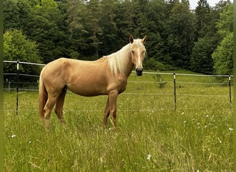 Andalusiër Mix, Merrie, 3 Jaar, 158 cm, Palomino