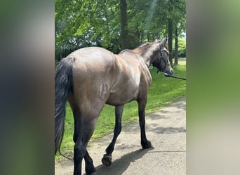 Andalusiër Mix, Merrie, 3 Jaar, 159 cm, Roan-Red