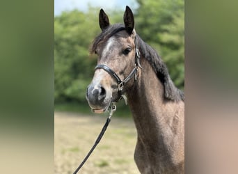 Andalusiër Mix, Merrie, 3 Jaar, 159 cm, Roan-Red