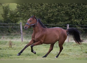 Andalusiër, Merrie, 3 Jaar, 160 cm, Brauner