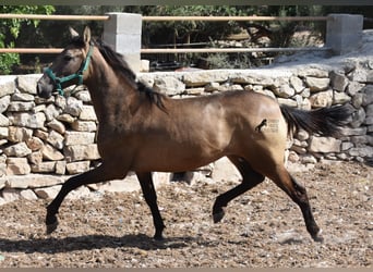 Andalusiër, Merrie, 3 Jaar, 160 cm, Falbe