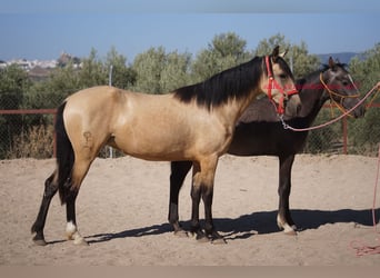 Andalusiër, Merrie, 3 Jaar, Falbe