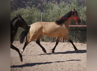 Andalusiër, Merrie, 3 Jaar, Falbe