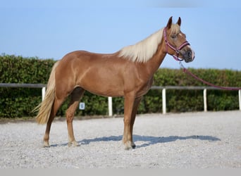 Andalusiër, Merrie, 4 Jaar, 138 cm, Palomino