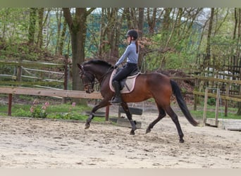 Andalusier, Stute, 4 Jahre, 152 cm, Brauner